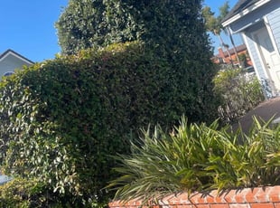 Bush Trimming by Ruben Jimenez for James G. in Long Beach, CA