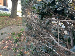 Bush Trimming by Christopher Shive-Salvador for Christy L. in Nashville, TN