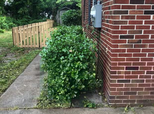 Bush Trimming by John Morrisroe for Amber T. in Virginia Beach, VA