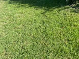 Richard H.'s Grass Cutting service result
