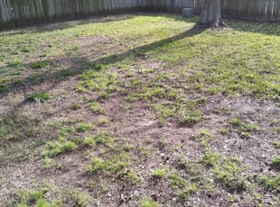 Leaf Removal by Roy Walker for Kelsey J. in Spring, TX