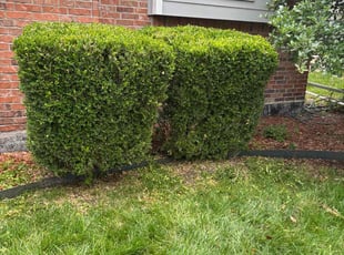 Bush Trimming by Chad Suenram for Dean C. in Andover, KS
