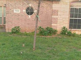 Bush Trimming by Derrel Laird for Peter L. in Fort Worth, TX