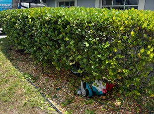 Bush Trimming by Jhon MarroquÃn for vickie S. in West Palm Beach, FL