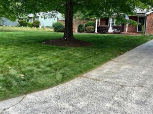 Godwin O.'s Yard Cutting service result