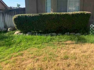 Bush Trimming by Edward Walsh for Shade C. in Rialto, CA