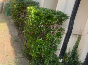 Bush Trimming by Keanu Reed for Reed M. in Houston, TX