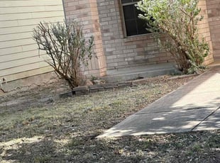 Bush Trimming by Lacy Dixon for Aashae E. in San Antonio, TX