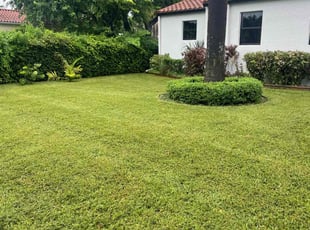 James H.'s Yard Cutting service result