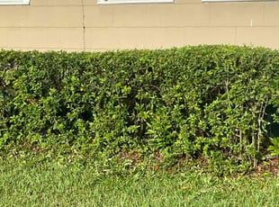 Bush Trimming by Herschell Bradley for Wissam S. in Tallahassee, FL