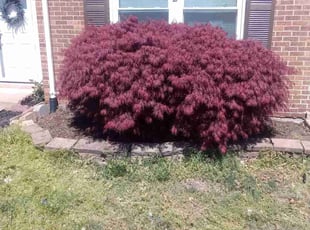 Weeding by Terry Collins for Latesha C. in Manassas, VA