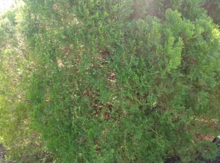 Bush Trimming by Bernard Frampton for Marie-Yves N. in Joppatowne, MD