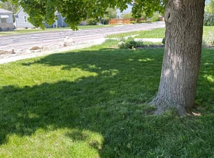 JARROD G.'s Yard Cutting service result