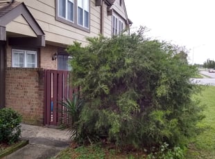 Bush Trimming by Christopher Lawrence for Sophia M. in Virginia Beach, VA