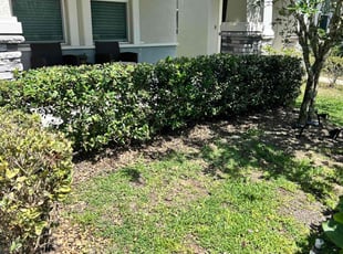 Bush Trimming by M&C Lawn Pro Services, LLC for Luiz V. in Winter Garden, FL