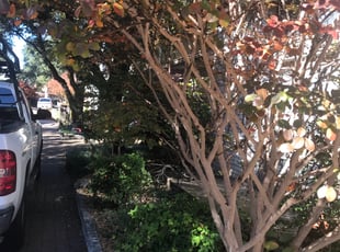 Bush Trimming by Juan Uribe for Tina R. in Dallas, TX
