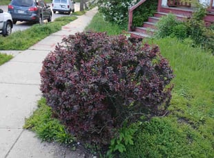 Bush Trimming by Eoin Warren for Judy K. in Milwaukee, WI