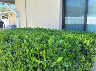 Bush Trimming by Harold Cummings for James S. in Palm Bay, FL