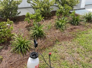 Weeding by Stuart Moyes for Mary P. in Summerville, SC