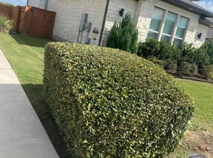 Bush Trimming by Rosa Reyes for Michael T. in Austin, TX