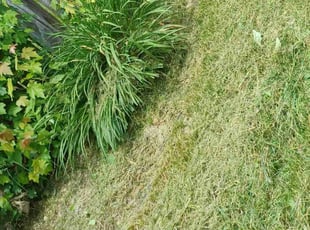 Bush Trimming by Tyler Smith for Don E. in Springfield, MO