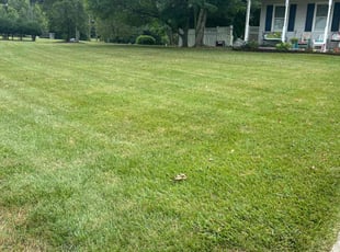 Patricia T.'s Lawn Care service result