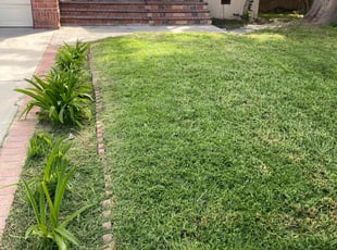 Laura W.'s Lawn Care service result