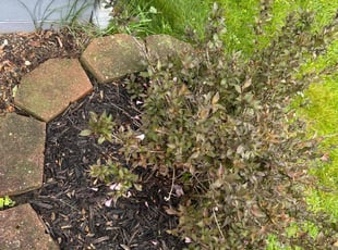 Weeding by Leroy Green II for Austin N. in Grove City, OH