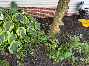 Cleanups by Seantrell Lawson for Faris E. in Cleveland, OH