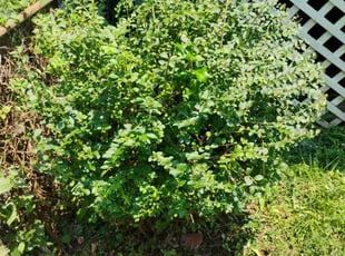 Bush Trimming by Luis Velasco for Erica W. in Washington, DC