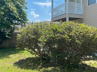 Bush Trimming by Travis Frederickson for Scott K. in Pensacola, FL