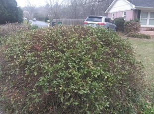 Bush Trimming by Adams Paiz for Orry P. in Charlotte, NC