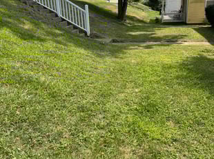 Tyree F.'s Lawn Mowing Service service result