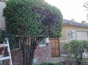Bush Trimming by Ryan Gault for Douglas N. in Fresno, CA