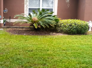 Bush Trimming by Minh Duong for Ginger J. in Clermont, FL