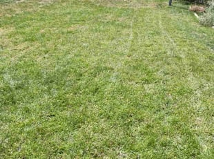 Rich M.'s Lawn Mowing service result