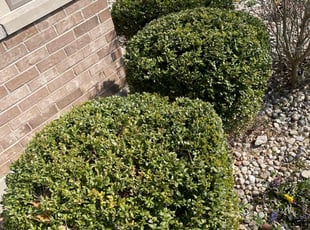 Bush Trimming by Cordell Fox for Kay D. in Beecher, IL