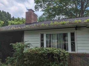 Bush Trimming by Dameatric Taylor for Leslie W. in Asheville, NC