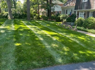 Janae G.'s Grass Cutting service result