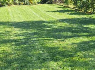 Tonya H.'s Lawn Maintenance service result