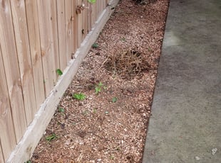 Bush Trimming by Gregorio Castruita for Genene W. in Houston, TX