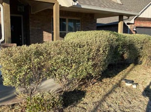 Bush Trimming by Jessie Revilla Sanchez for Naseem H. in Edmond, OK