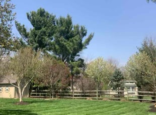 Perriann R.'s Lawn Care service result
