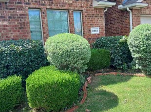 Bush Trimming by Valente Alvarado for Trace F. in Plano, TX