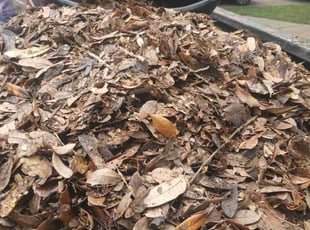 Leaf Removal by Gabriel Pearson for Monica G. in Fresno, TX