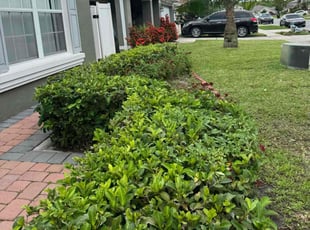 Bush Trimming by James Ramey for Shaun M. in Orlando, FL