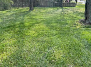 Tya E.'s Lawn Service service result