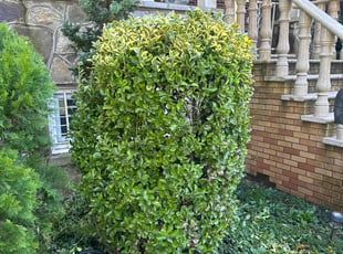Bush Trimming by Melford Franklin for Talaya L. in Baltimore, MD