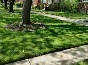 Jack F.'s Grass Cutting service result