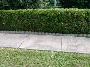 Bush Trimming by JackieAnn Talley for John E. in San Antonio, TX